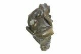 Wide, Enrolled Flexicalymene Trilobite - Indiana #287773-2